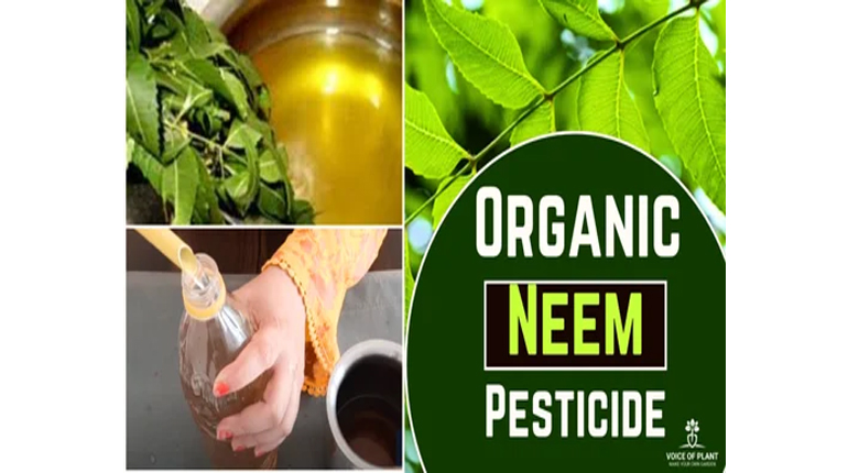 Neem Pesticide