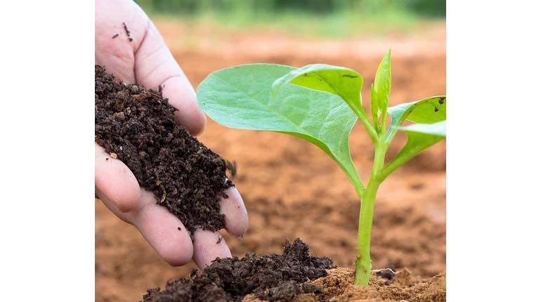 Organic Vermicompost Fertilize